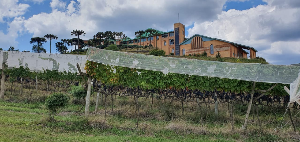 Vinhos De Altitude Na Regi O Do Planalto Catarinense A Gazeta