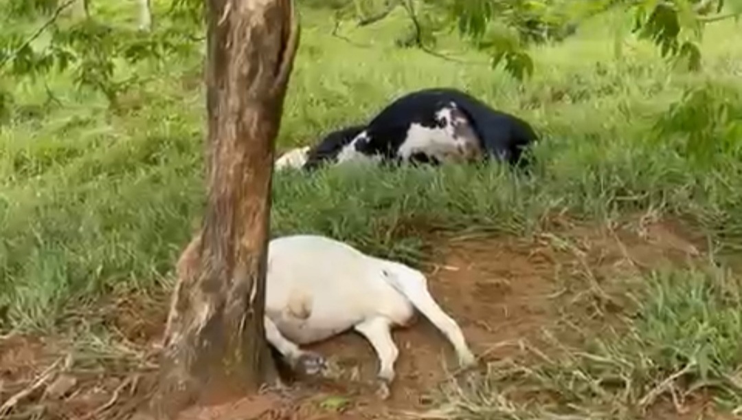 A Gazeta Raio mata seis cabeças de gado em fazenda de Nova Venécia