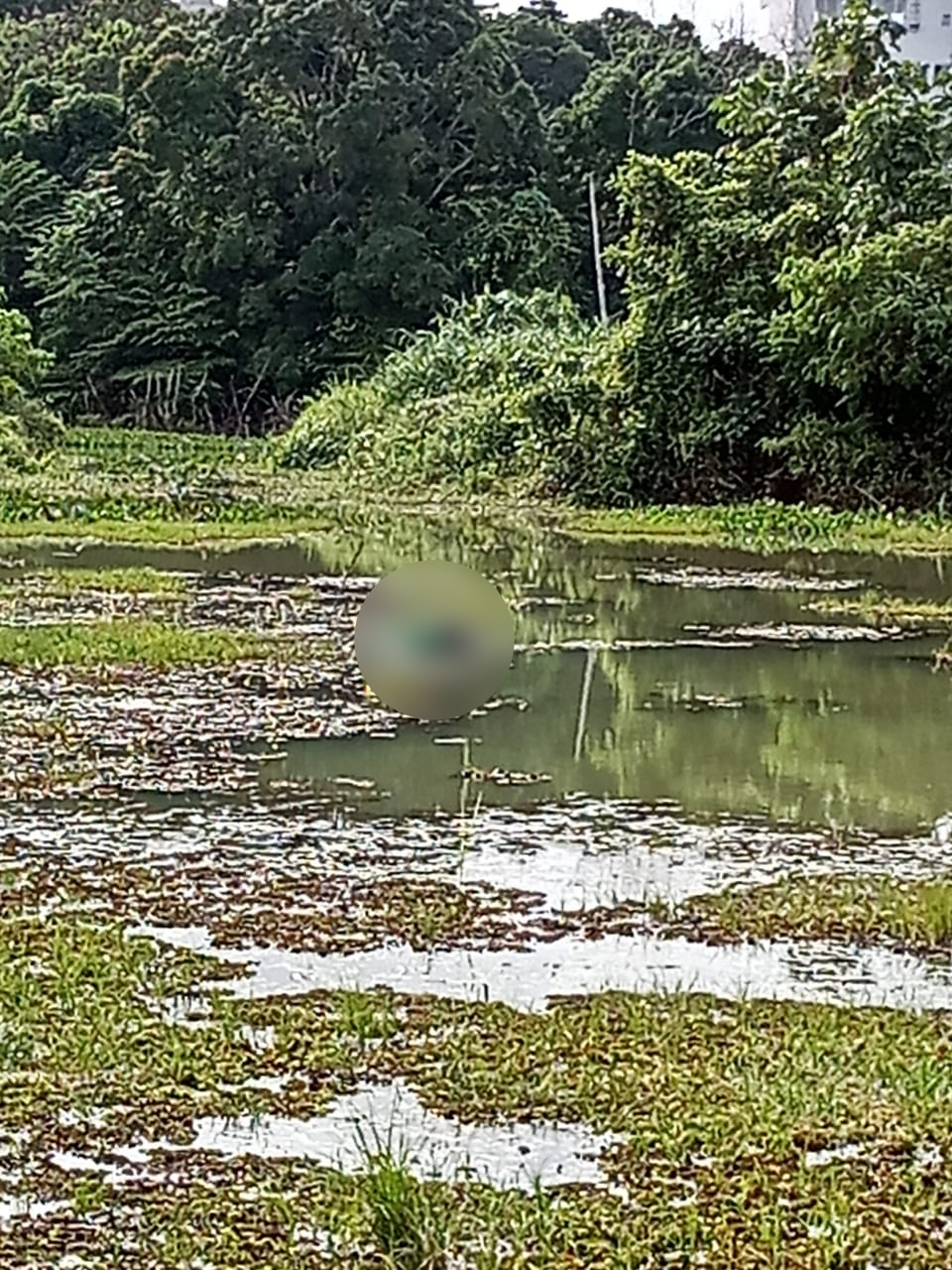 A Gazeta Corpo de homem é encontrado boiando no Rio Pequeno em Linhares