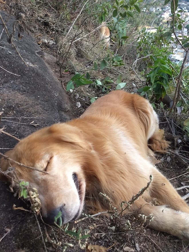 A Gazeta Perdidos em mata cachorros são resgatados em penhasco no ES