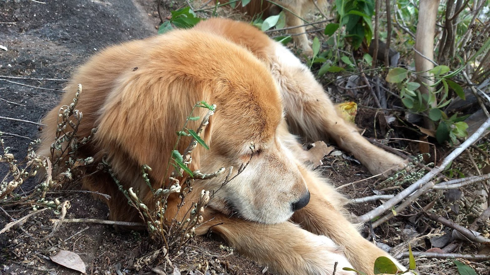 A Gazeta Perdidos Em Mata Cachorros S O Resgatados Em Penhasco No Es