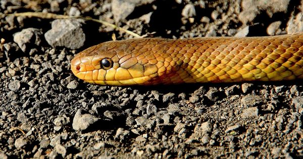 Picada de cobra e primeiros socorros o que fazer e não fazer CBN Vitória