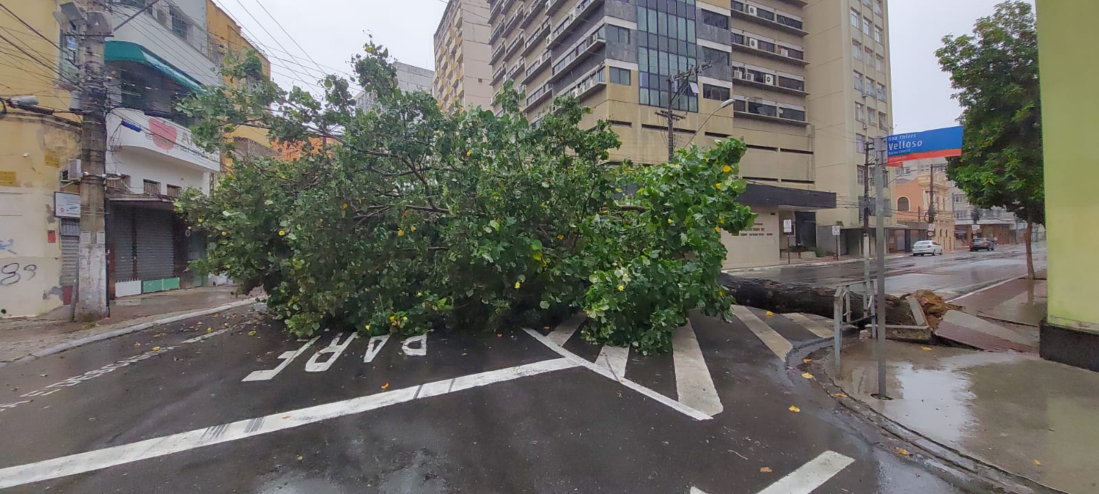 A Gazeta Chuva derruba árvore e interdita rua no Centro de Vitória