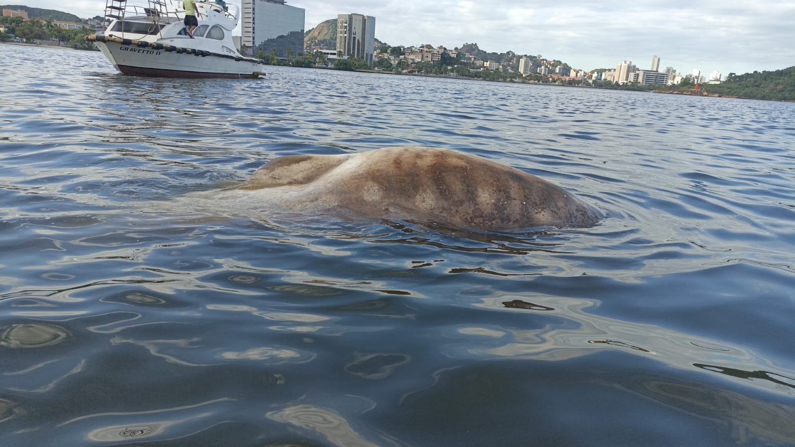 A Gazeta Carcaça de tubarão baleia é encontrada na Baía de Vitória