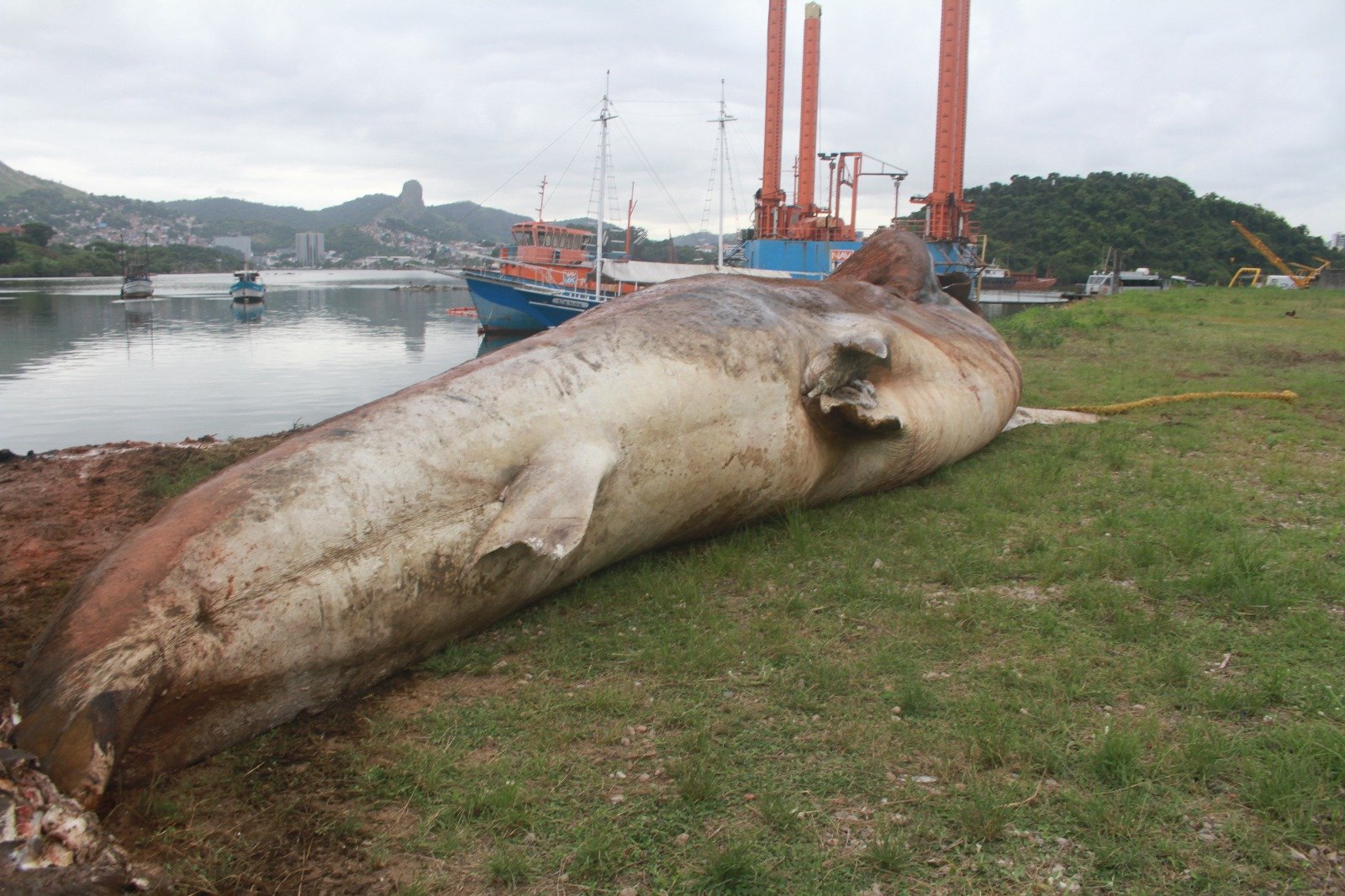 A Gazeta Considerado maior peixe do mundo tubarão baleia é enterrado