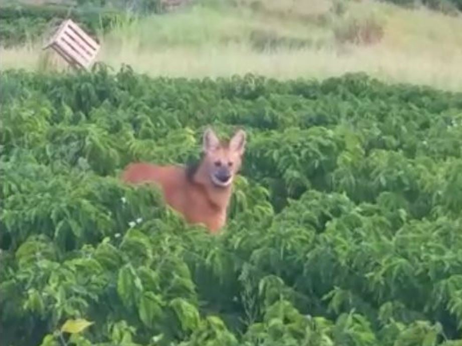 A Gazeta Lobo Guar Visto No Meio De Planta O De Caf Em Alegre