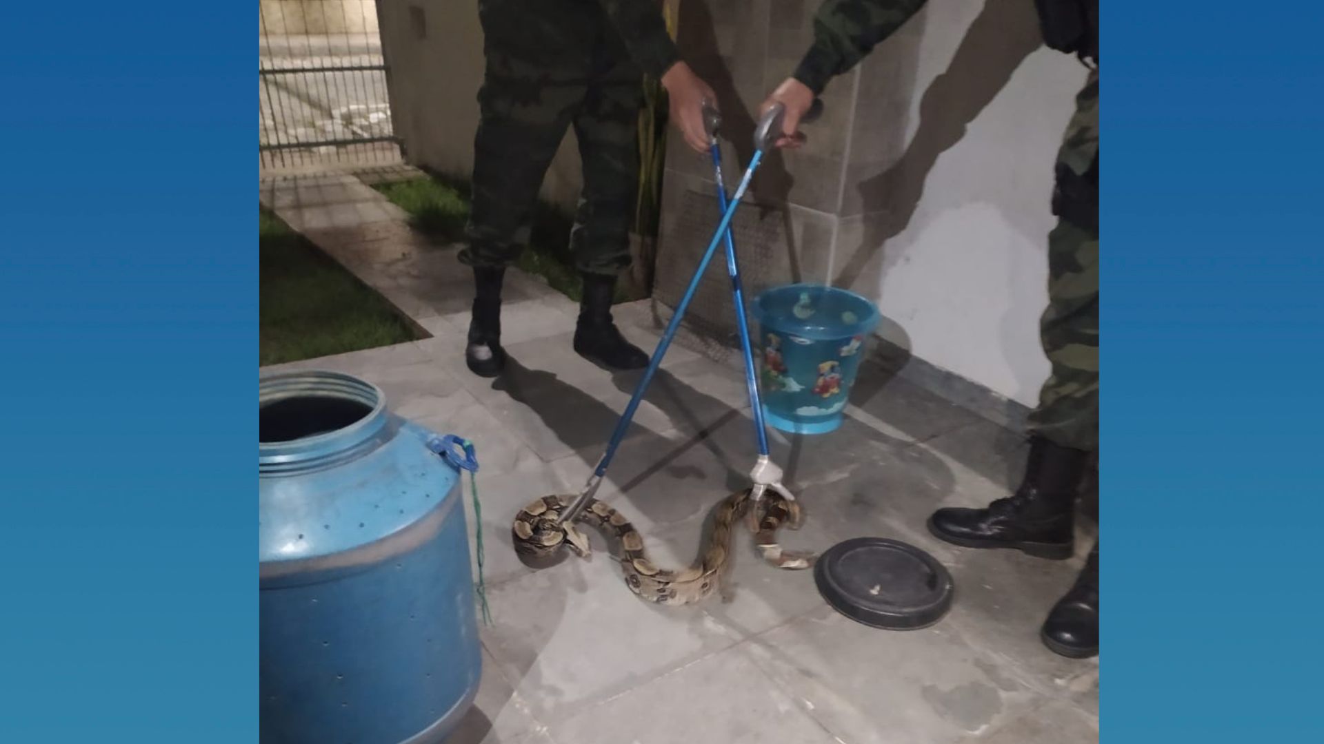 A Gazeta Jiboia gigante é encontrada no quintal de casa em Jardim Camburi