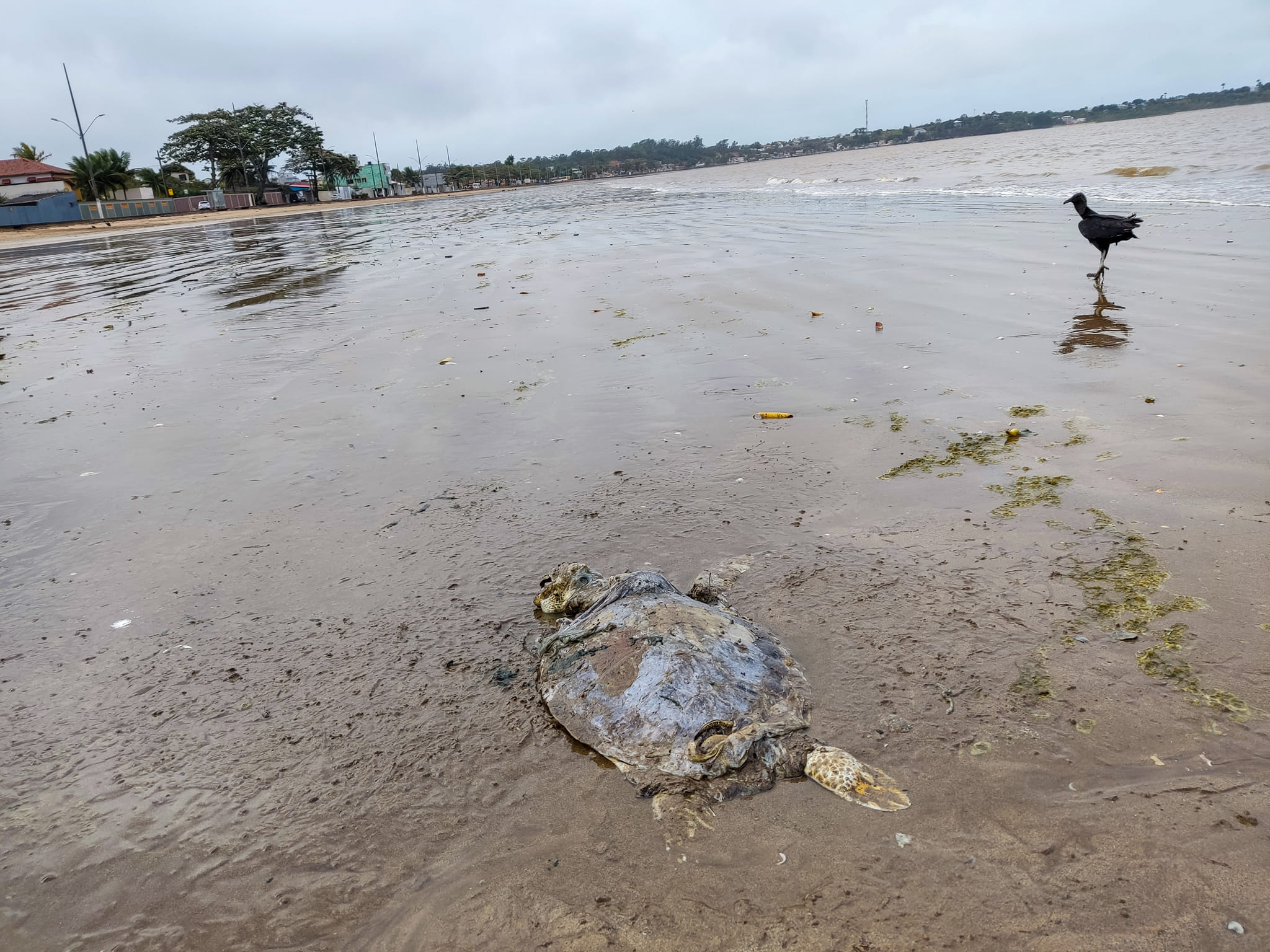 A Gazeta Tartarugas marinhas são encontradas mortas em praia de Anchieta