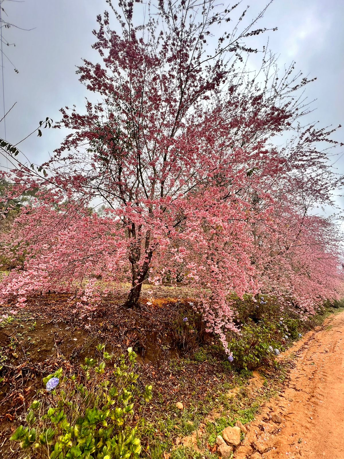 HZ Cerejeiras De Bosque Em Alfredo Chaves Florescem Mais Cedo E