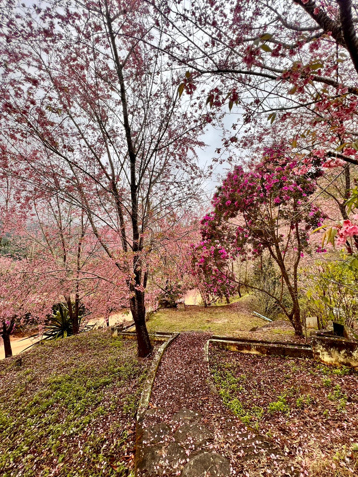 HZ Cerejeiras De Bosque Em Alfredo Chaves Florescem Mais Cedo E