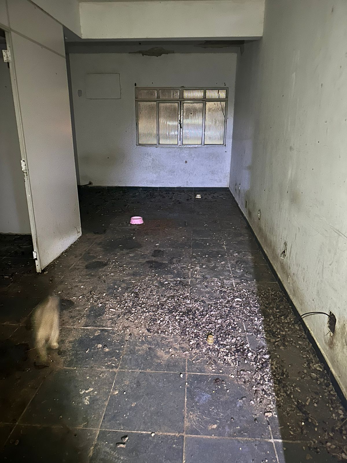 A Gazeta Maus tratos oito animais são resgatados de apartamento em