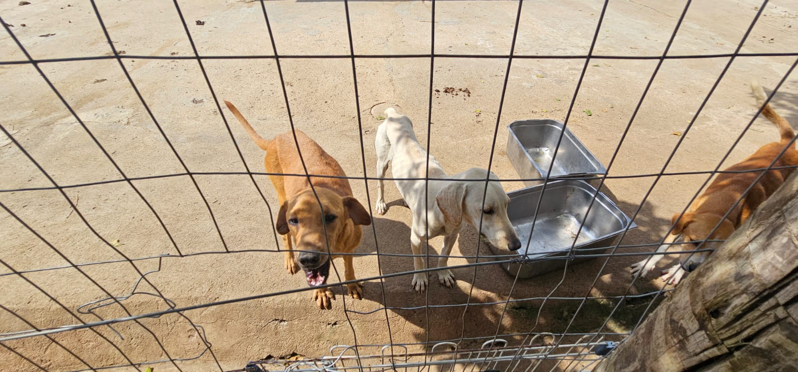 A Gazeta Dona de ONG é presa por suspeita de maus tratos a animais em