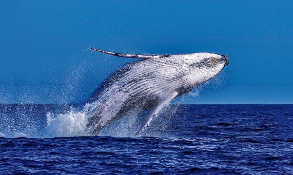 Cerca de 20 mil baleias jubarte devem passar pelo litoral do ES durante temporada de reprodução