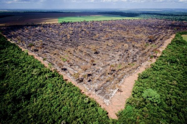 Operação do Ibama em 2018 flagra desmatamento em área equivalente a 225 Maracanãs em Reserva Legal em Tapurah (MT), na região da Bacia Amazônica  