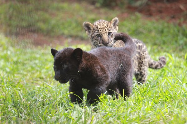 Onças pintadas nasceram em zoológico do ES