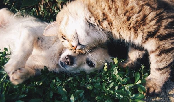 Cães e gatos que vivem nas ruas da Serra terão pontos de alimentação espalhados pelas ruas da cidade