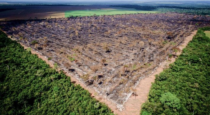 De acordo com o Ministério do Meio Ambiente, foram 249 km2 de florestas da Amazônia com avisos de destruição. De janeiro a novembro, o desmatamento já acumula 8.142 km2