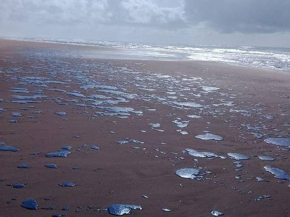 Mancha de óleo atinge 39 praias do litoral nordestino. A praia de Ponta dos Mangues, em Sergipe, foi uma delas. por Divulgação | Brenda Dantas