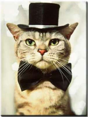 Casamento pet . Crédito: Divulgação