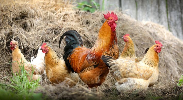 A microrregião Central Serrana é conhecida principalmente pela criação de aves e pelo agroturismo.