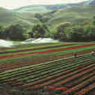 Imagem - Veja o que mudou na agropecuária capixaba desde 1975