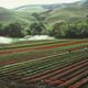 Imagem - Veja o que mudou na agropecuária capixaba desde 1975