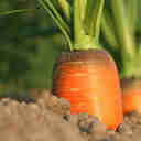 Imagem - Preços da cenoura e do tomate disparam com ondas de seca e frio