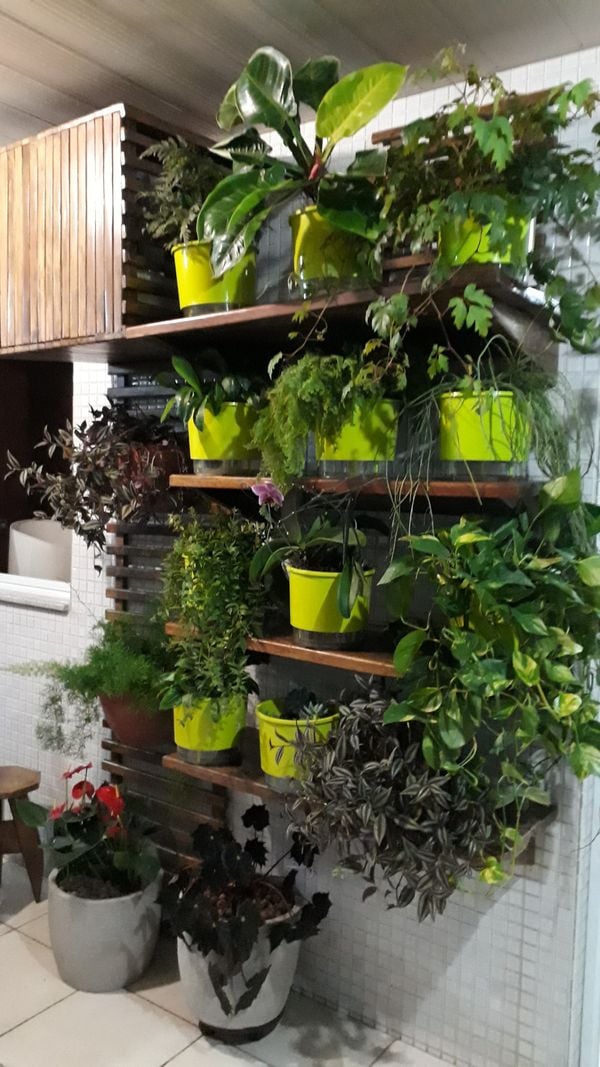 Rosa Angela Casati Ramaldes apostou no uso das plantas num jardim vertical de uma varanda. . Crédito: Rosa Angela Casati Ramaldes