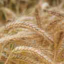 Imagem - Cevada começa a ser produzida na Região das Montanhas capixabas