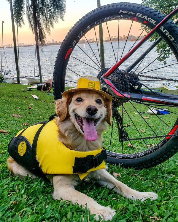 Yellow, a cachorrinha ciclista. Crédito: Arquivo pessoal