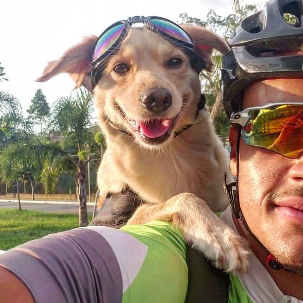 Yellow, a cachorrinha ciclista. Crédito: Arquivo pessoal