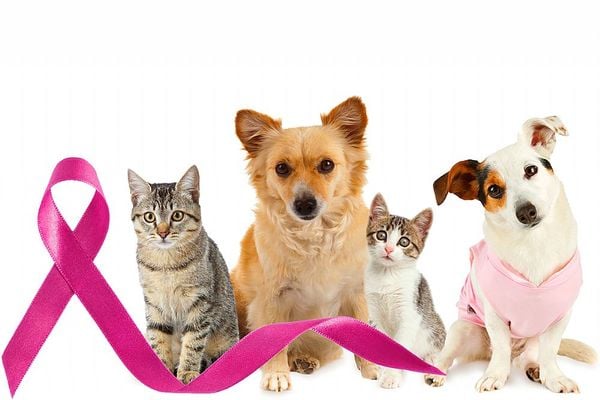 Cães e gatos também podem ter câncer de mama. Crédito: Pixabay