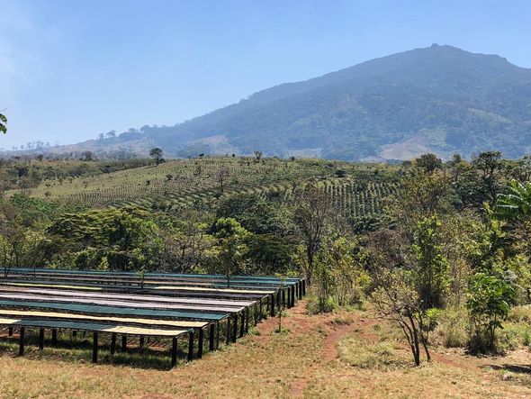 Capixabas levam cultura do café para Moçambique, na África por Fábio Partelli