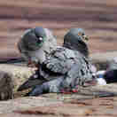 Imagem - Caso Santa Rita: presença de animais como pombos também é investigada