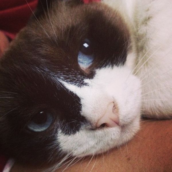 A gata Frida. Crédito: Arquivo pessoal
