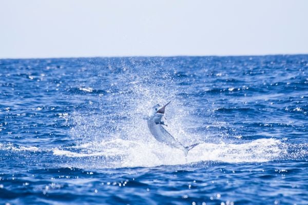 O Marlin Azul é a grande estrela da pesca oceânica no Espírito Santo. Crédito: Camilla Baptistin/Divulgação