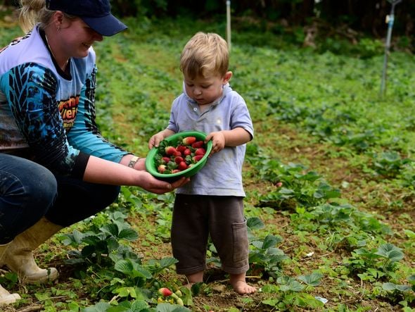 Criança Pomerana moradora de Alto Santa Maria de Jetibá  - Ensaio fotográfico por Ricardo Medeiros