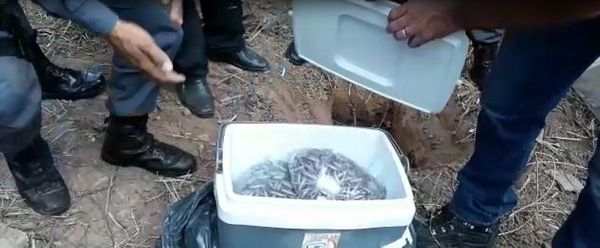 Droga apreendida em sítio de Guarapari. Crédito: Divulgação/ Polícia Civil