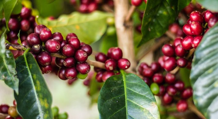 Data é celebrada no próximo domingo, 24 de maio, por toda a cadeia cafeeira. Expectativa para este ano é de que sejam colhidas mais de 15 milhões de sacas