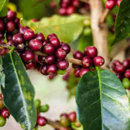 Imagem - Produção de café arábica no ES cresceu 41,9% em 2020, aponta IBGE