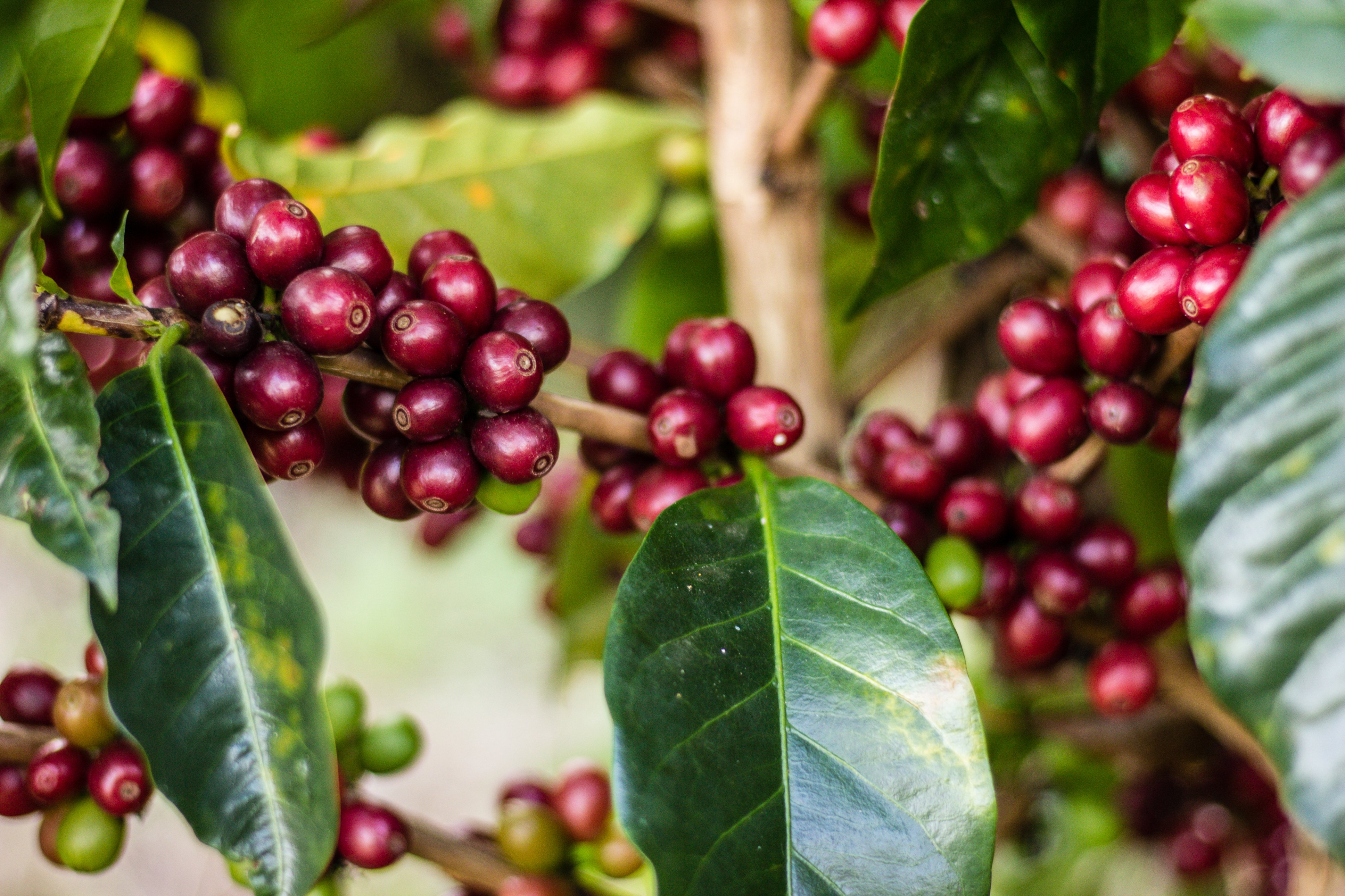 No Pé do Café: é possível ter café arábica e café conilon na mesma fazenda?  Veja as diferenças e semelhanças - tudoep