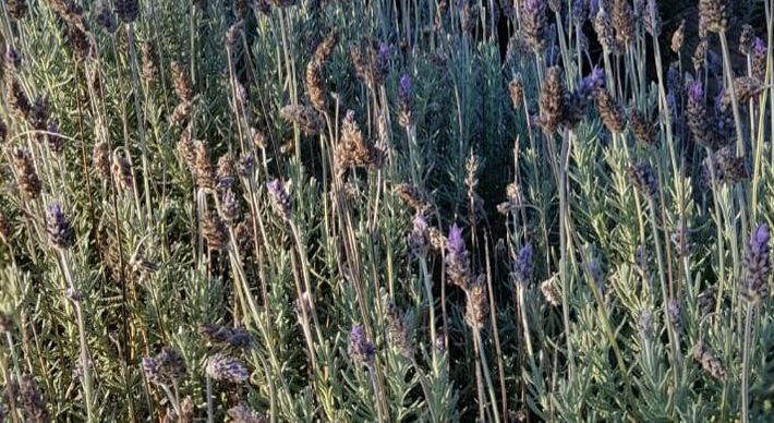 O Lavandário Pedra Azul está aberto desde 5 de setembro. Só é permitida a entrada com máscara no local e é disponibilizado álcool 70% aromatizado com lavanda