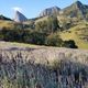 Imagem - Campo de lavanda em Pedra Azul se adapta para visitação de turistas