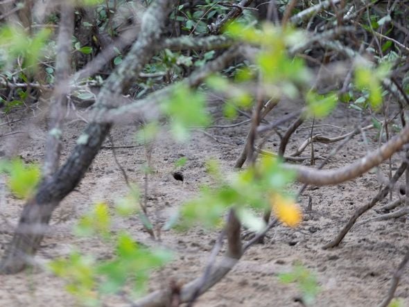 Manguezal - Santa Cruz - Aracruz, ES  por Edson Chagas
