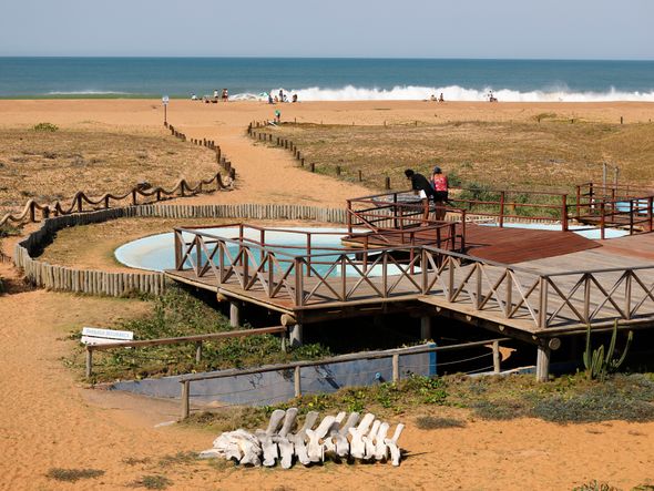 Projeto Tamar de Regência - Linhares  por Edson Chagas 