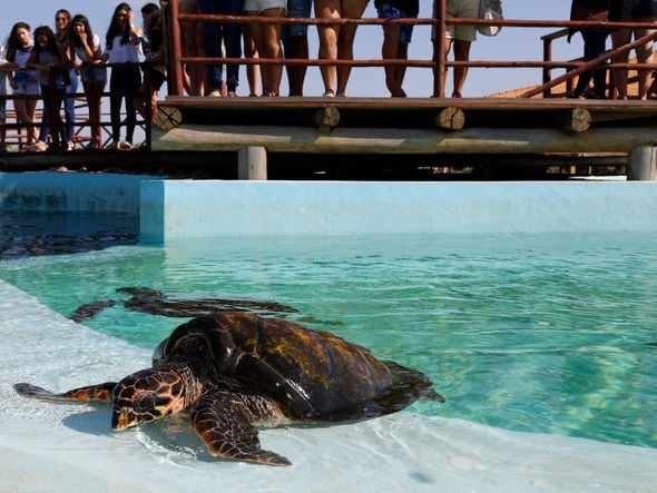 Tanque de tartarugas marinhas do Projeto Tamar de Regência - Linhares  por Edson Chagas 