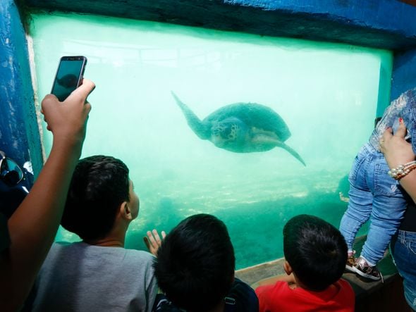 Tanque de tartarugas marinhas do Projeto Tamar de Regência  por Edson Chagas