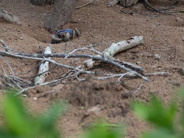 Toca de guaiamum - Santa Cruz - Aracruz, ES  por Edson Chagas