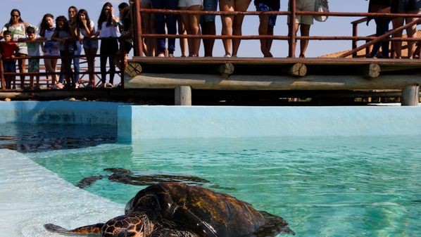 O ICMBio afirma que a sede do Centro Tamar é em Vitória, no Espírito Santo, com apoio de sete bases avançadas