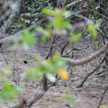 Imagem - Ação reúne voluntários para mutirão de limpeza em mangues de Aracruz